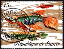 [Fish, tip KZ]
