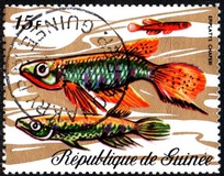 [Fish, tip KZ]