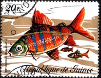 [Fish, tip LA]