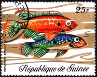 [Fish, tip LB]
