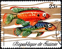 [Fish, tip LB]