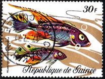 [Fish, tip LC]