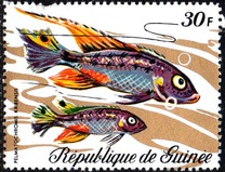 [Fish, tip LC]