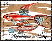 [Fish, tip LD]