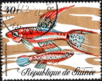 [Fish, tip LD]