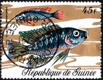[Fish, tip LE]