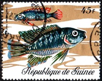 [Fish, tip LE]