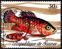 [Fish, tip LF]