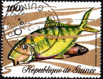 [Fish, tip LH]