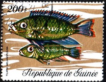 [Fish, tip LI]
