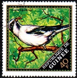[Wild Birds, 类型 LM]