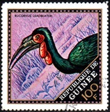[Wild Birds, 类型 LO]