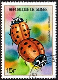 [Guinean Insects, Tüüp NQ]
