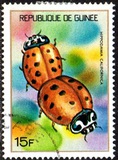 [Guinean Insects, Tüüp NQ]