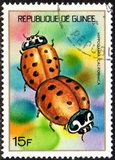[Guinean Insects, Tüüp NQ]