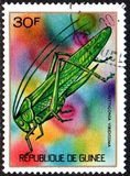 [Guinean Insects, Tüüp NR]