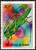 [Guinean Insects, Tüüp NR]
