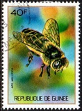 [Guinean Insects, Tüüp NS]