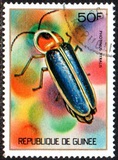 [Guinean Insects, Tüüp NT]