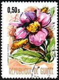 [Flowers of Guinea, տեսակ OQ]