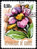 [Flowers of Guinea, տեսակ OQ]