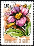 [Flowers of Guinea, տեսակ OQ]