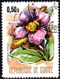 [Flowers of Guinea, տեսակ OQ]
