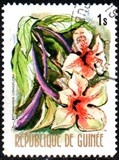 [Flowers of Guinea, տեսակ OR]