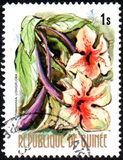 [Flowers of Guinea, տեսակ OR]