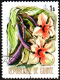[Flowers of Guinea, տեսակ OR]