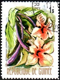 [Flowers of Guinea, տեսակ OR]