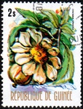 [Flowers of Guinea, տեսակ OS]