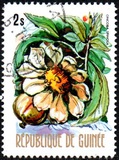 [Flowers of Guinea, տեսակ OS]