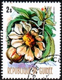 [Flowers of Guinea, տեսակ OS]
