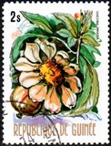 [Flowers of Guinea, տեսակ OS]