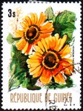 [Flowers of Guinea, տեսակ OT]