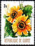[Flowers of Guinea, տեսակ OT]