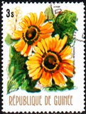 [Flowers of Guinea, տեսակ OT]