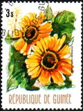 [Flowers of Guinea, տեսակ OT]