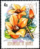 [Flowers of Guinea, տեսակ OU]