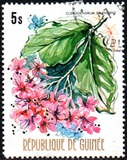 [Flowers of Guinea, տեսակ OV]