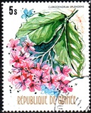 [Flowers of Guinea, տեսակ OV]