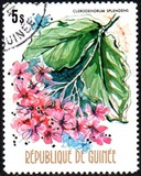 [Flowers of Guinea, տեսակ OV]