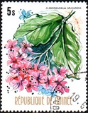 [Flowers of Guinea, տեսակ OV]