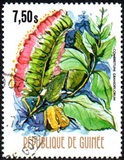 [Flowers of Guinea, տեսակ OW]