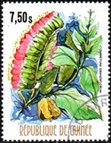 [Flowers of Guinea, տեսակ OW]