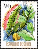 [Flowers of Guinea, տեսակ OW]