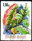 [Flowers of Guinea, տեսակ OW]