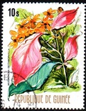 [Flowers of Guinea, տեսակ OX]