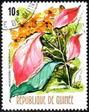 [Flowers of Guinea, տեսակ OX]